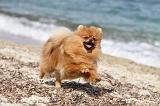 SPITZ ALLEMAND 239